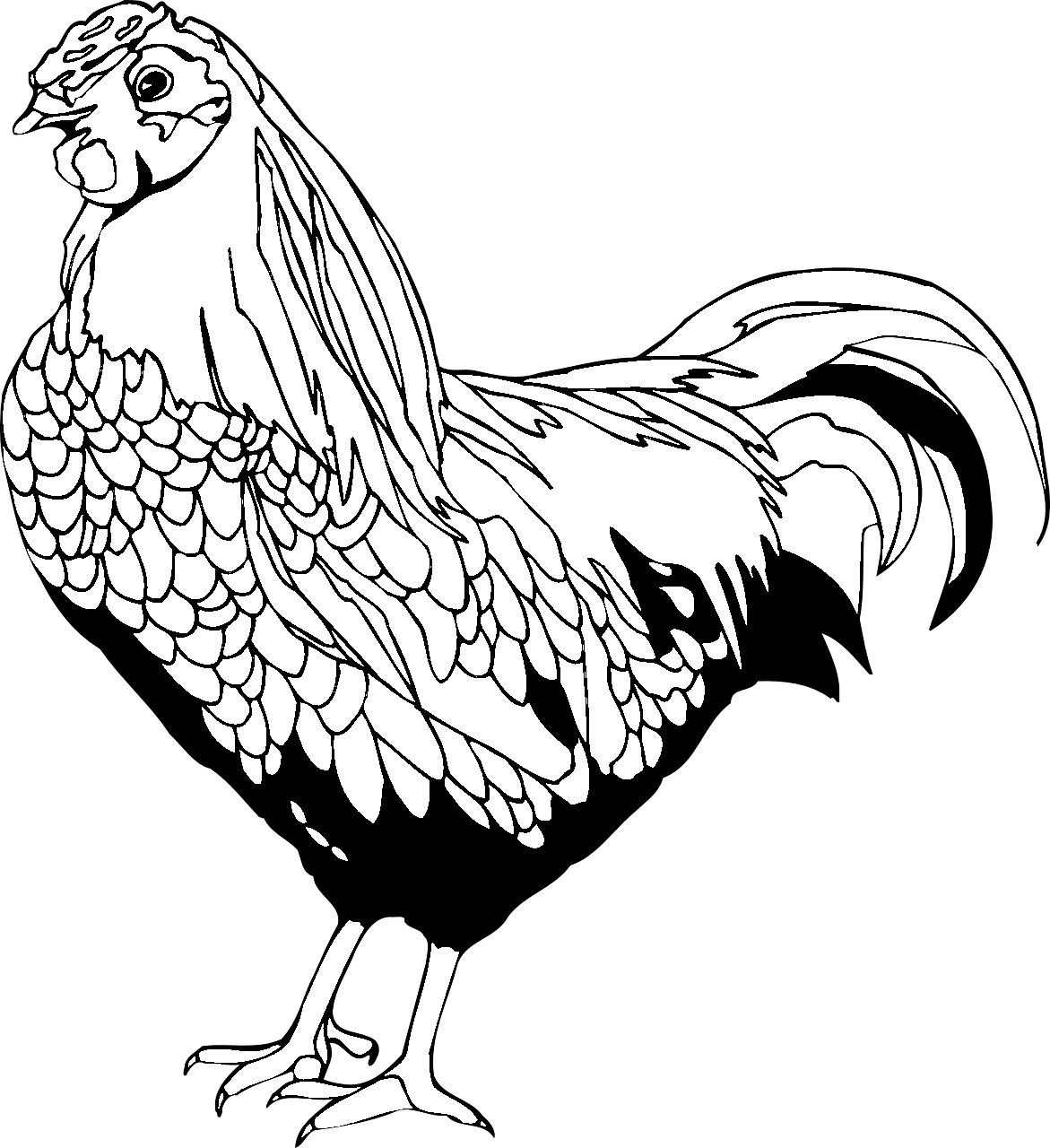 Dibujo para colorear de una gallina