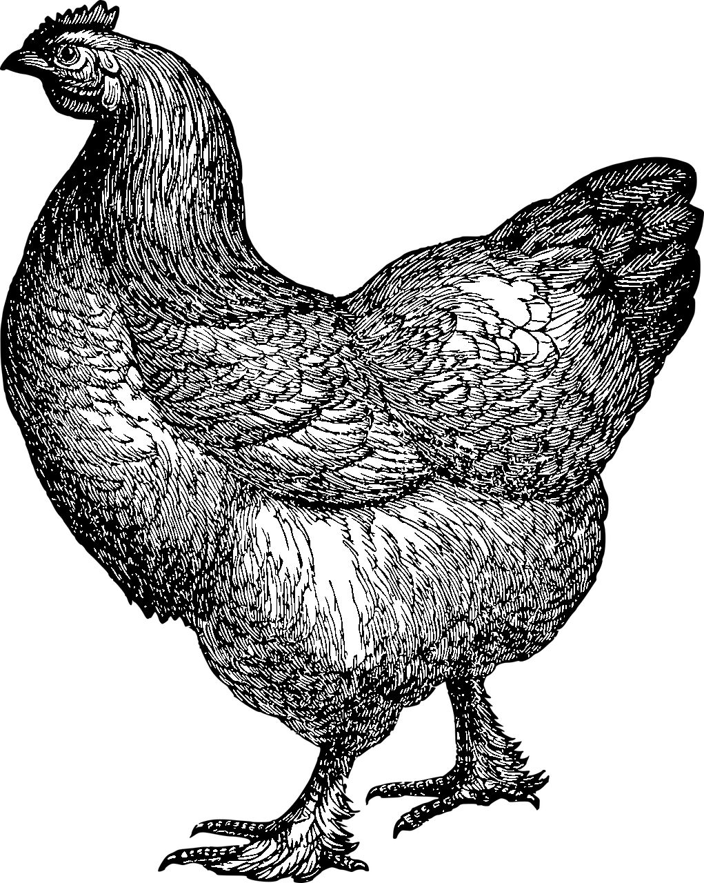 Disegno da colorare di una gallina