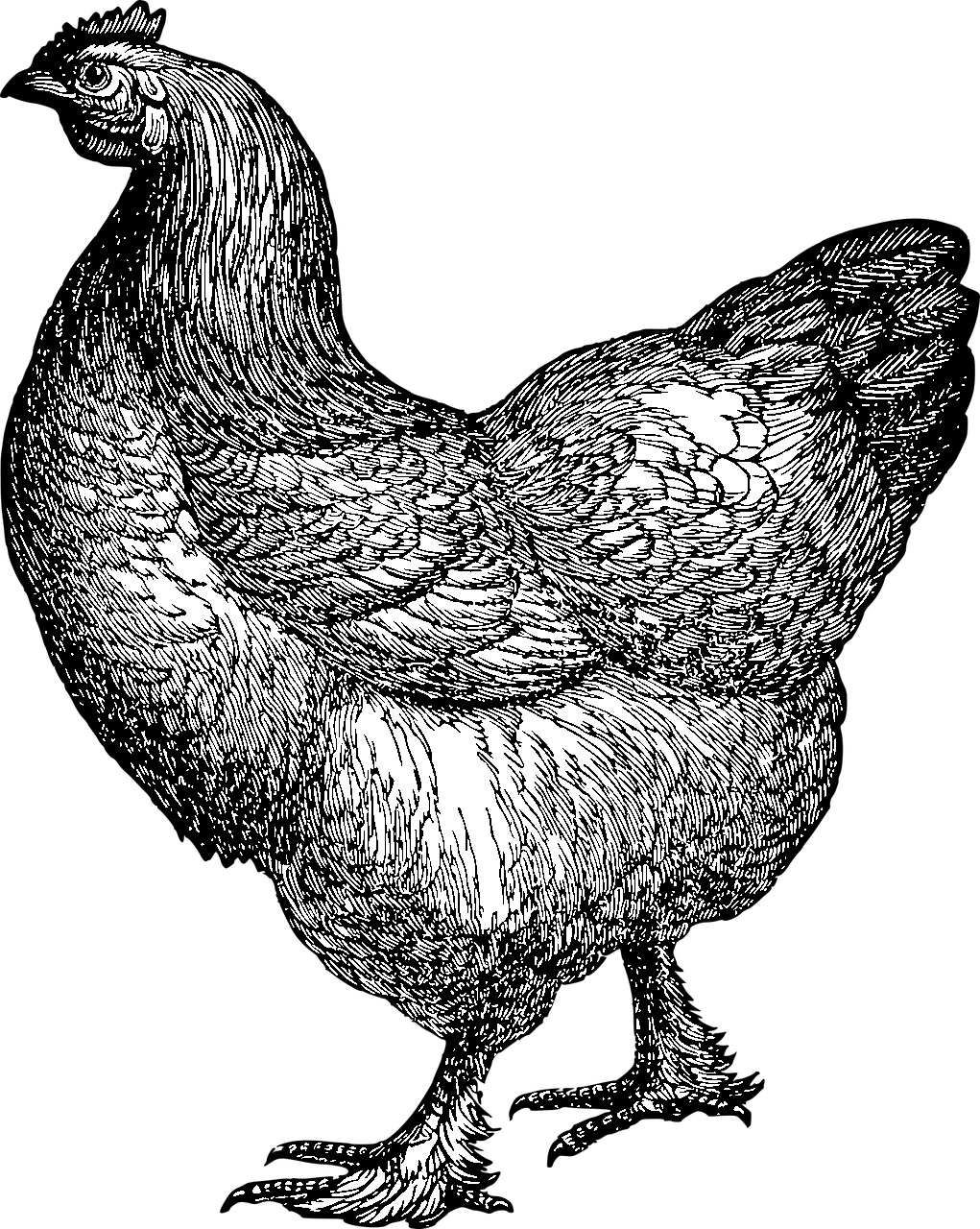 Coloring page of a hen