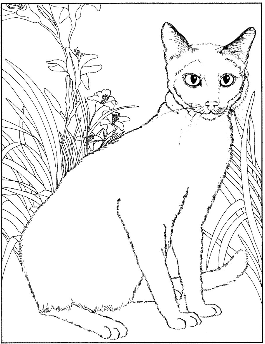 Disegno 18 di gatti da stampare e colorare