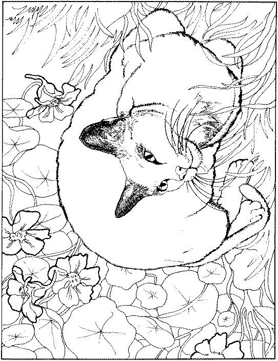 Drawing 19 from Cats coloring page to print and coloring