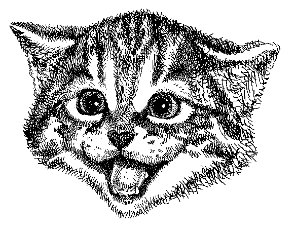 Disegno da colorare di testa di gattino realistico
