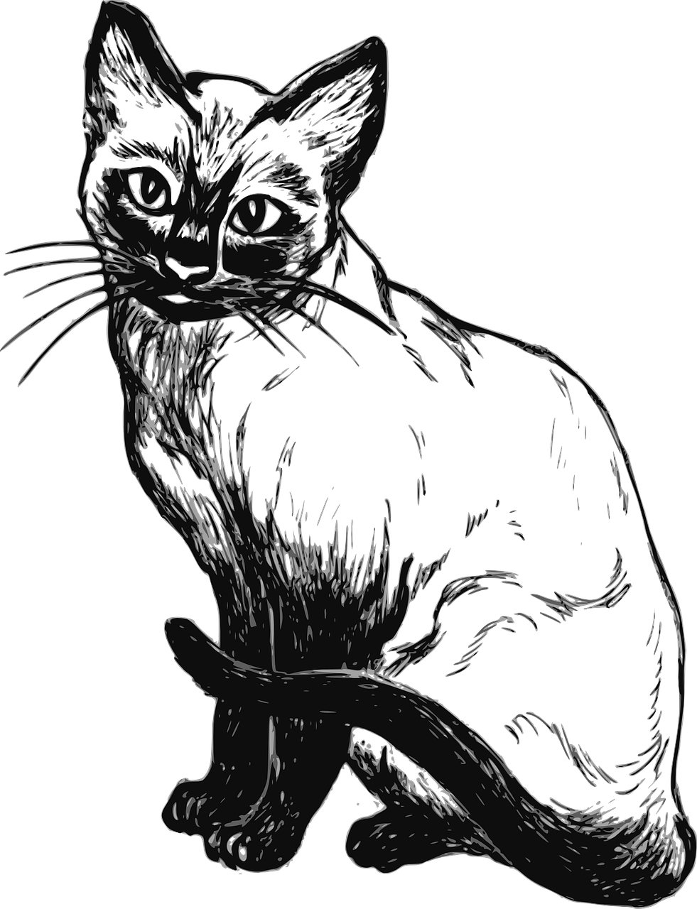 Disegno da colorare di gatto siamese realistico