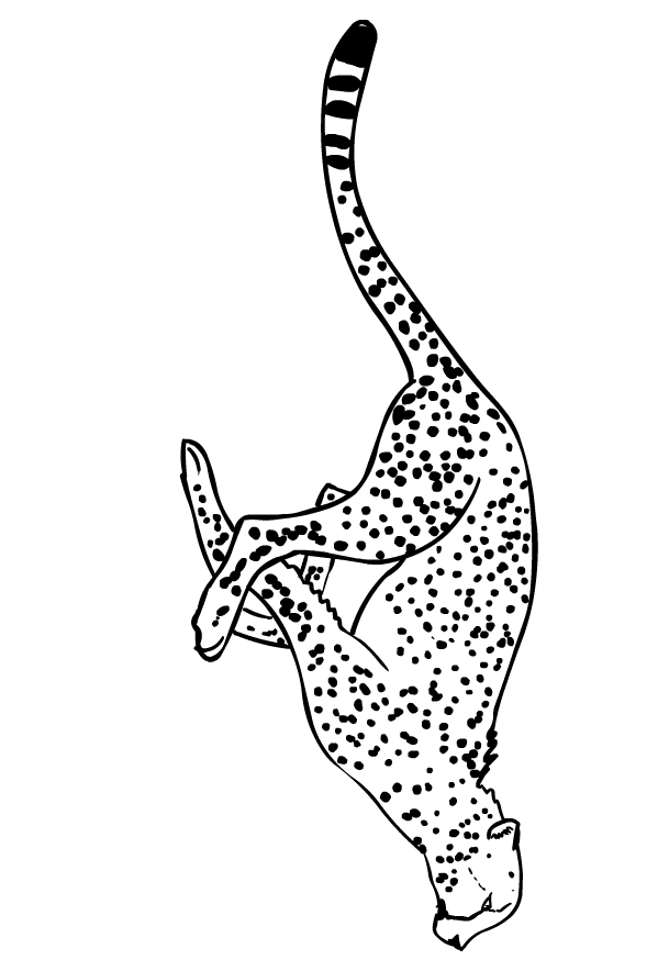 Disegno di ghepardi da stampare e colorare