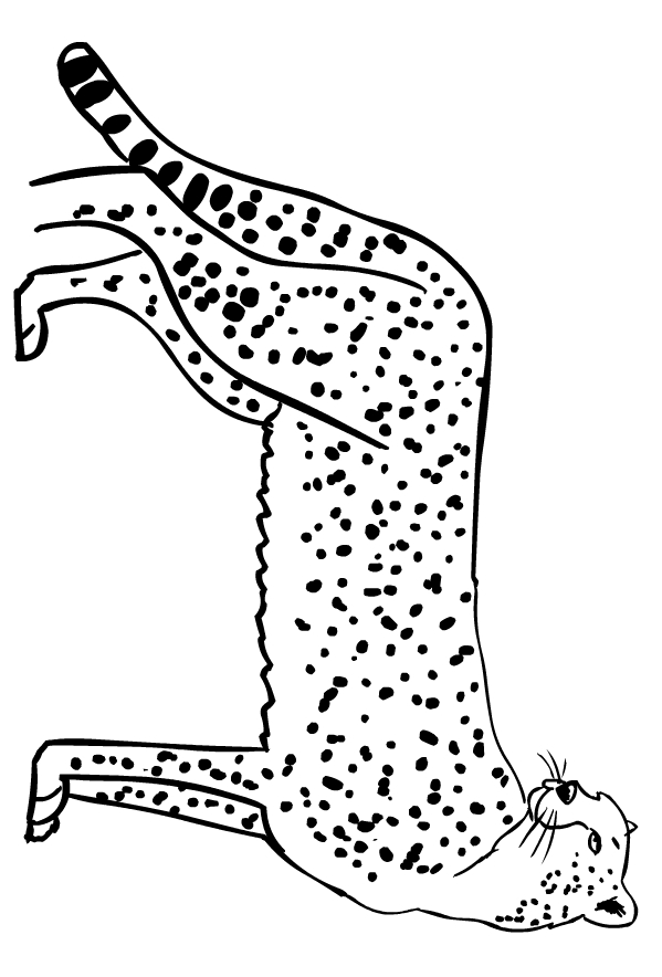 Cheetahs coloring page to print and color