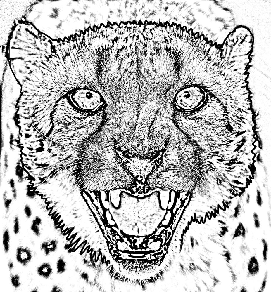 Coloriage d'un guépard