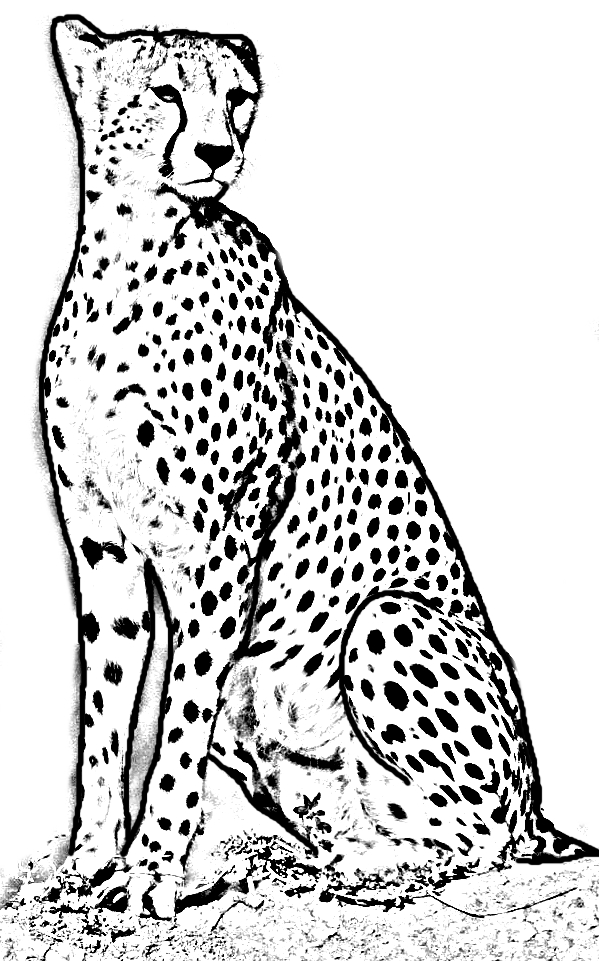 Disegno da colorare di un ghepardo