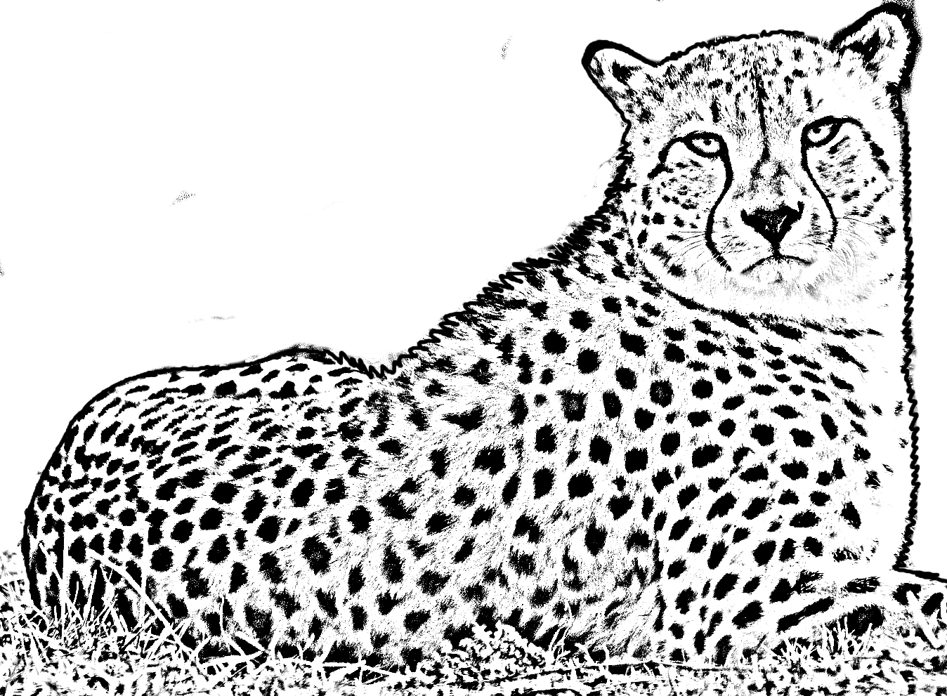 Målarbok av en gepard