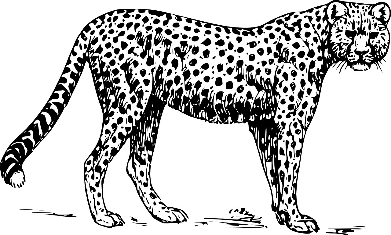 Disegno da colorare di ghepardo realistico