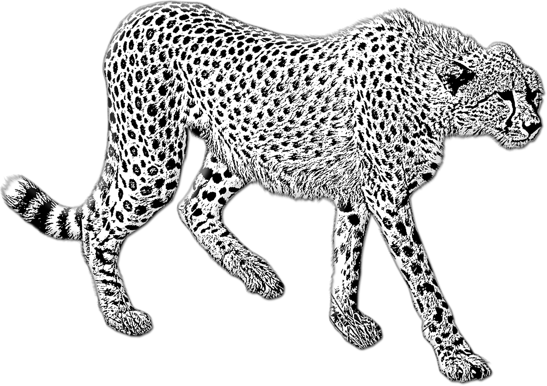 Disegno da colorare di ghepardo realistico che cammina
