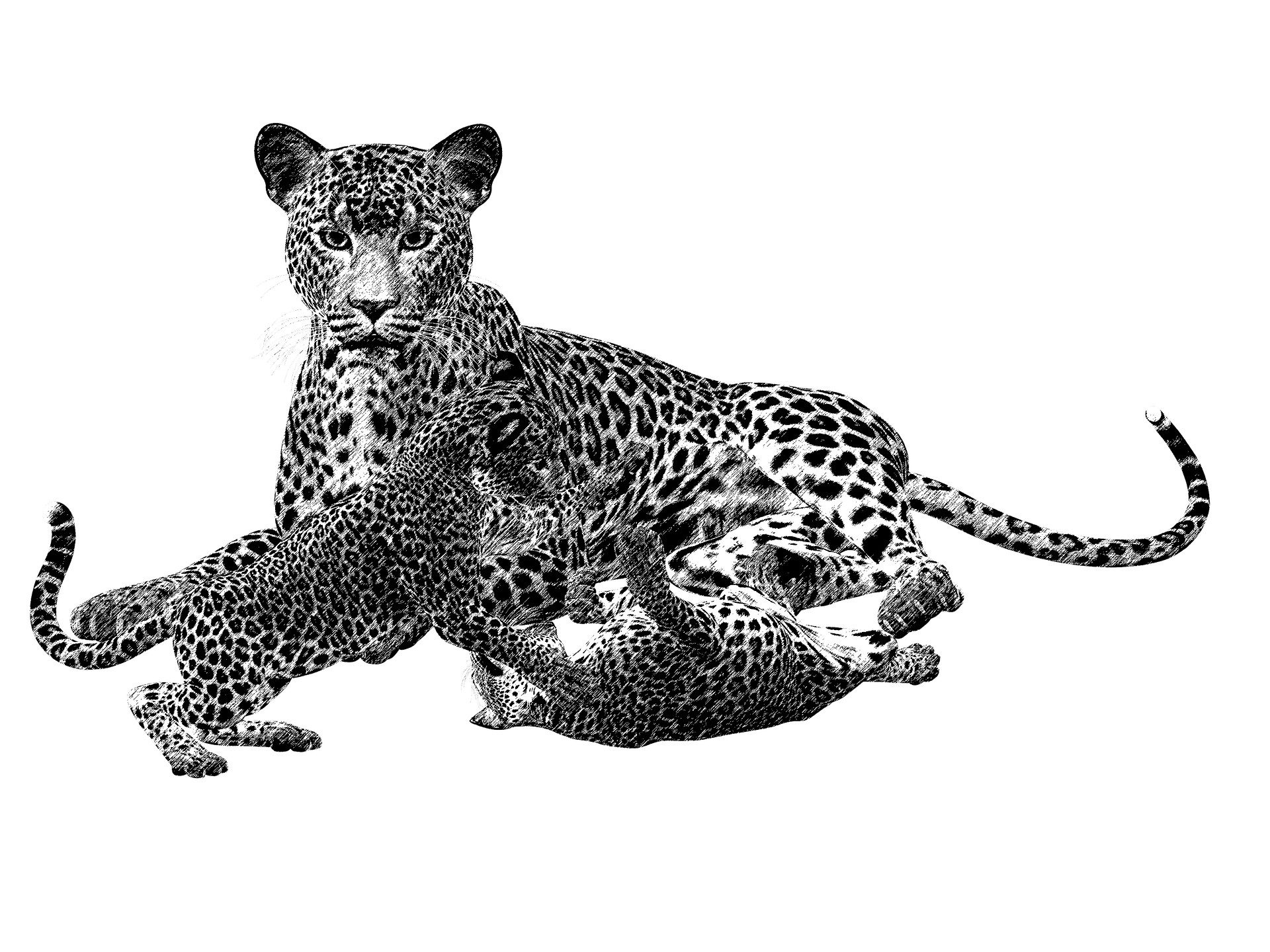Disegno da colorare di ghepardo realistico con i cuccioli