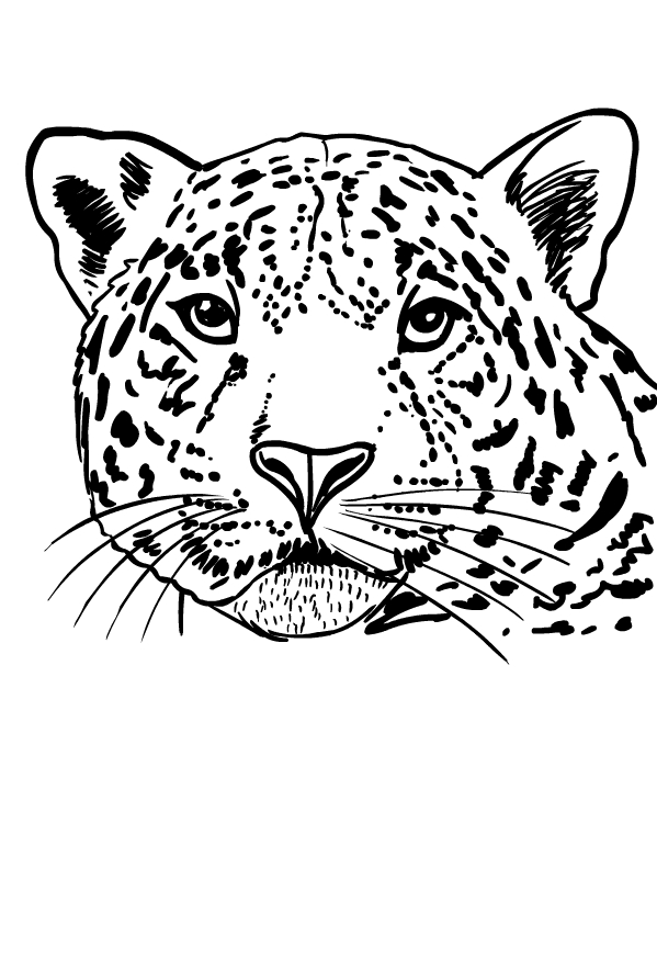 Jaguares dibujando para imprimir y colorear