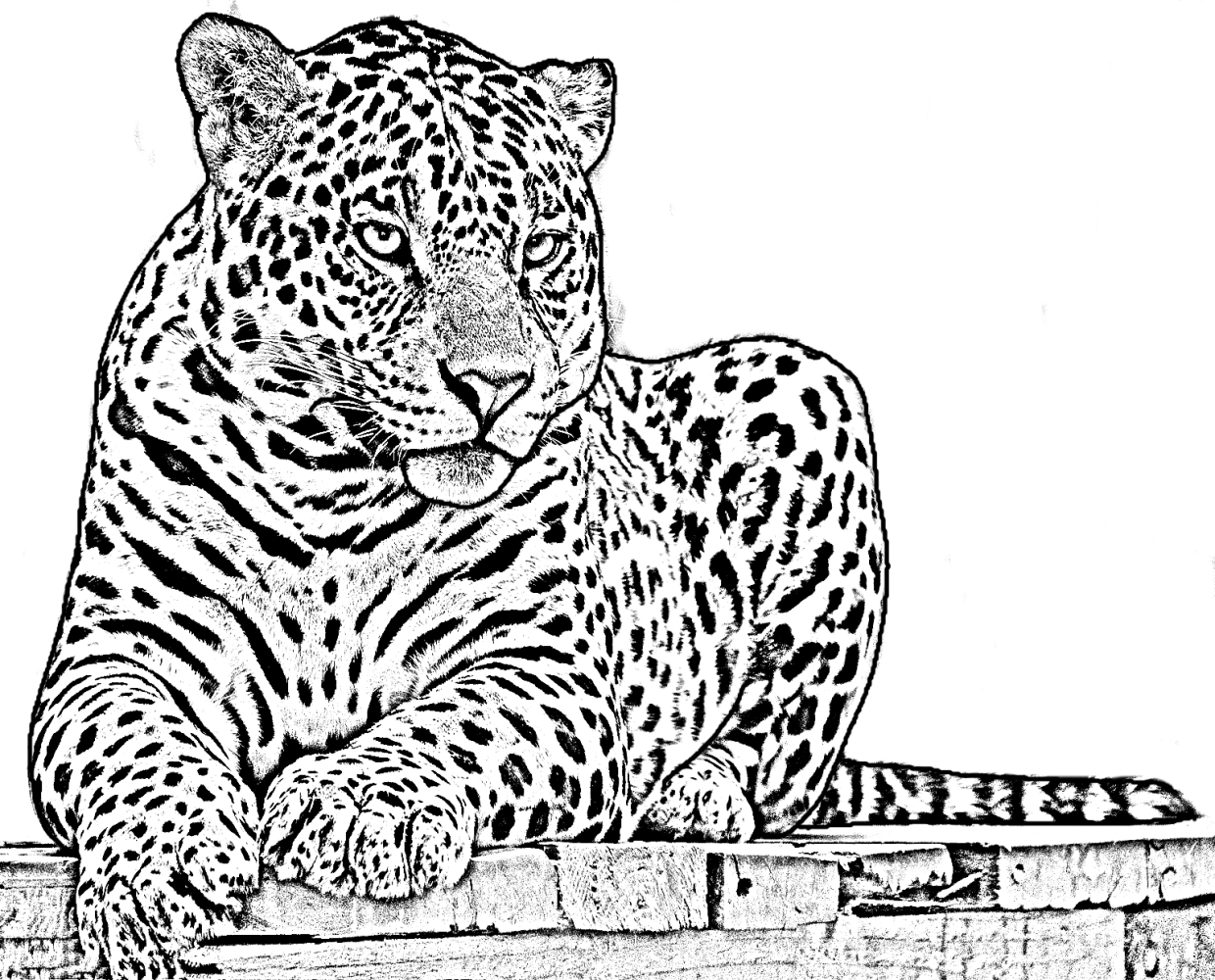 Pagina de colorat a unui jaguar