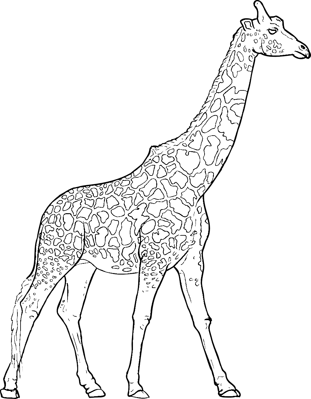 Disegno da colorare di giraffa di profilo