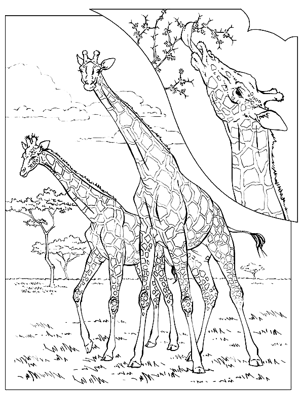Tekening van 1 giraffen om af te drukken en in te kleuren