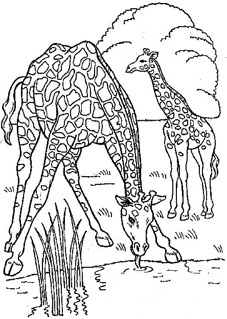 Desenho 3 de Girafas para imprimir e colorir