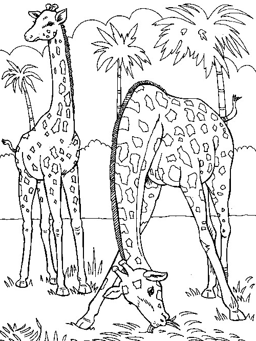 Tekening van 23 giraffen om af te drukken en in te kleuren
