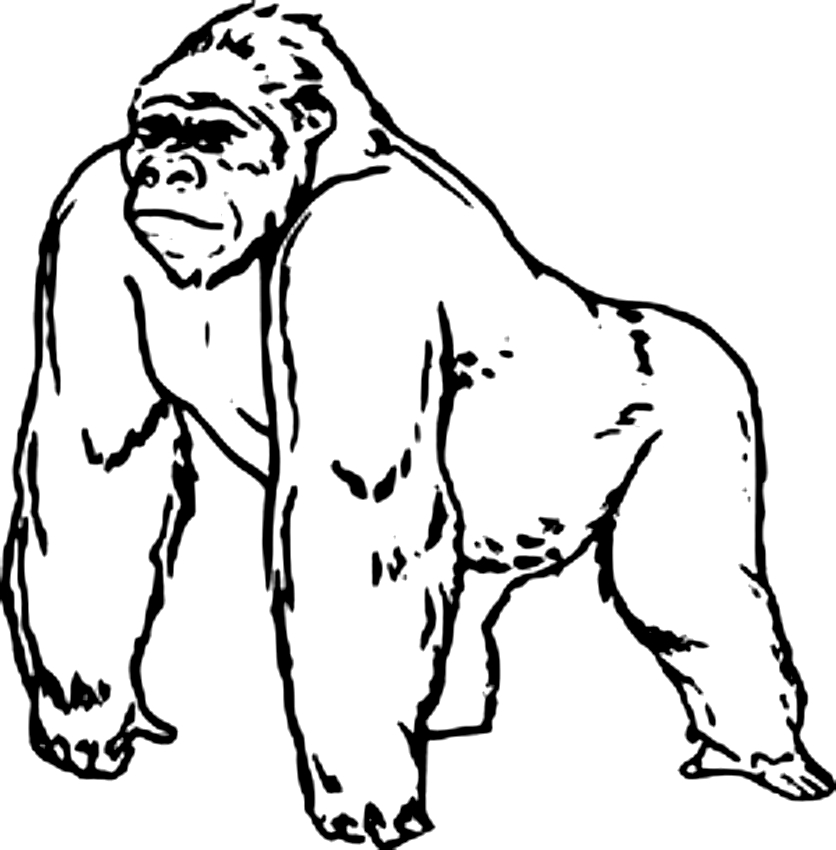Dibujo de gorila para imprimir y colorear