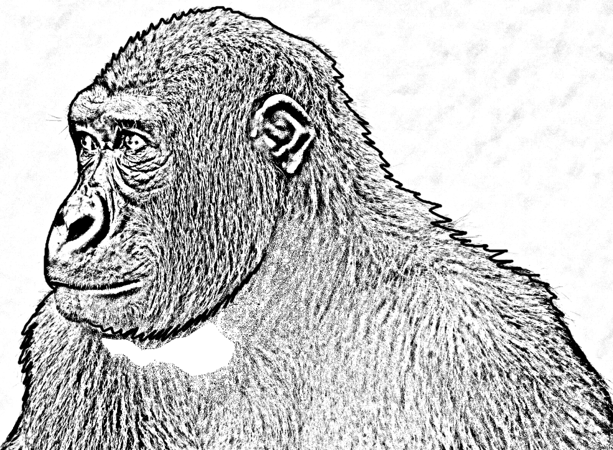 Malvorlage eines Gorillas