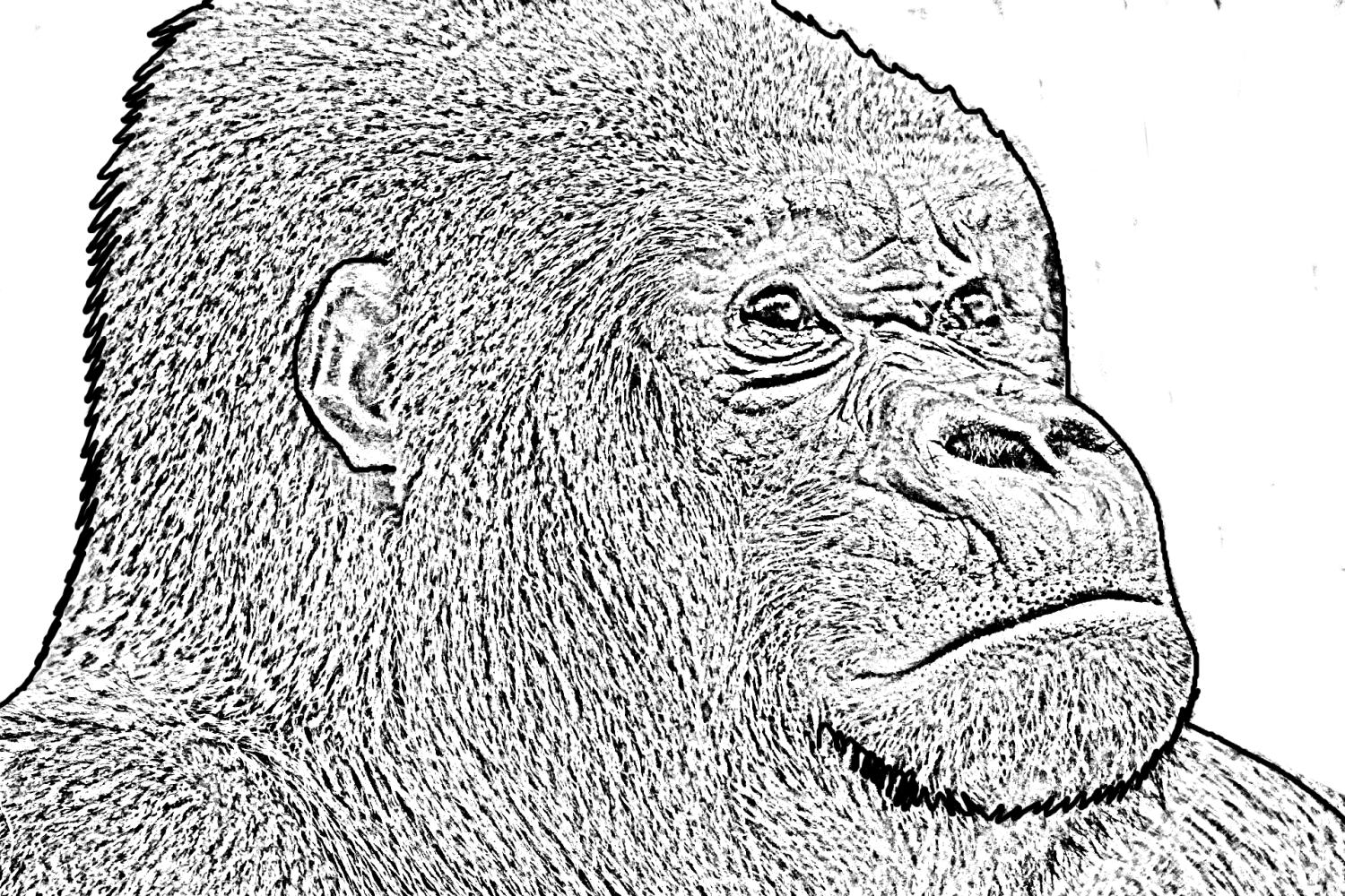 Malvorlage eines Gorillas