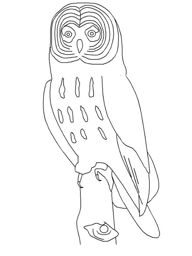 Drawing 9 from owls coloring page to print and coloring