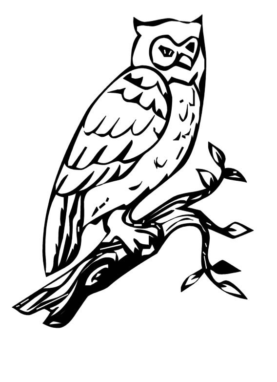 Drawing 14 from owls coloring page to print and coloring