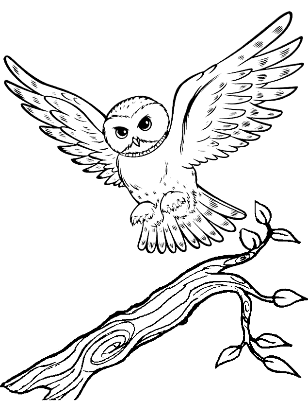 Drawing 23 from owls coloring page to print and coloring