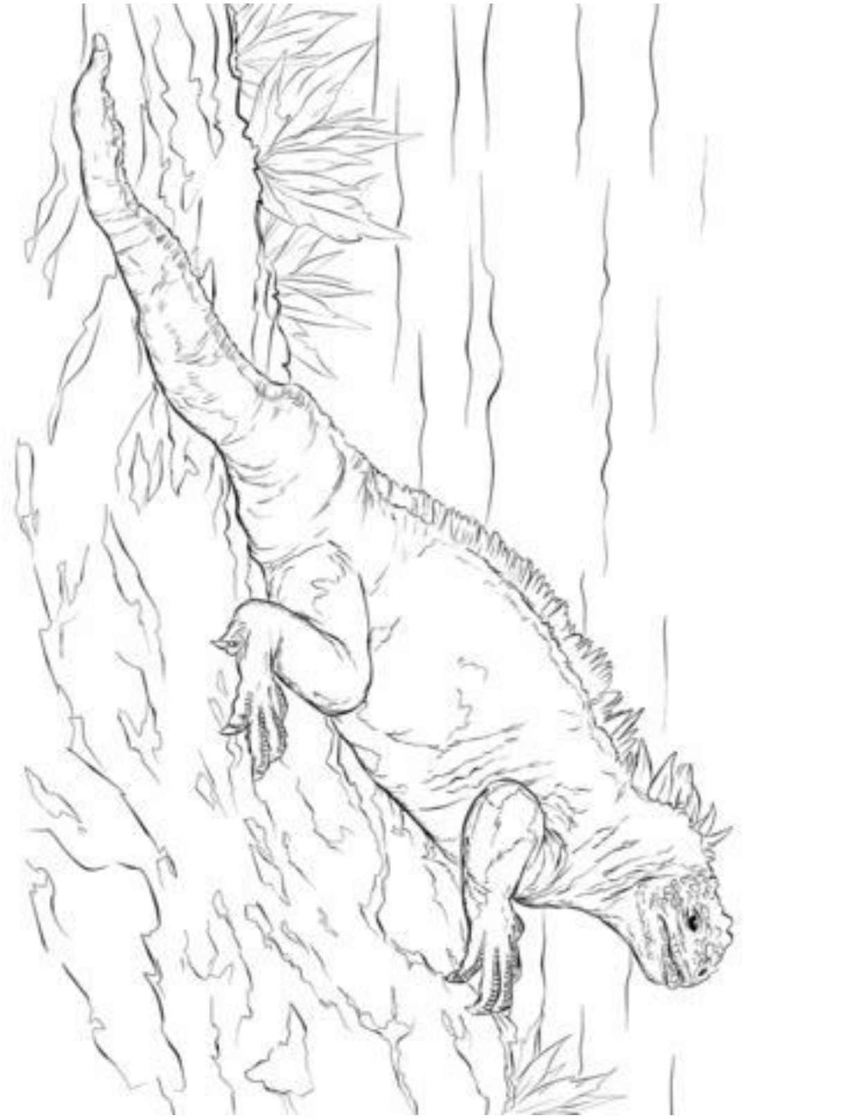 Desenho 1 de iguanas para imprimir e colorir