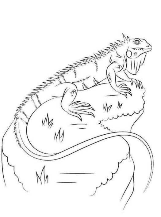 Dibujo 4 Iguanas Para Colorear