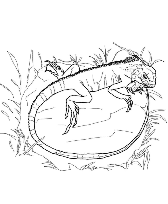 Drawing 6 from iguanas coloring page to print and coloring