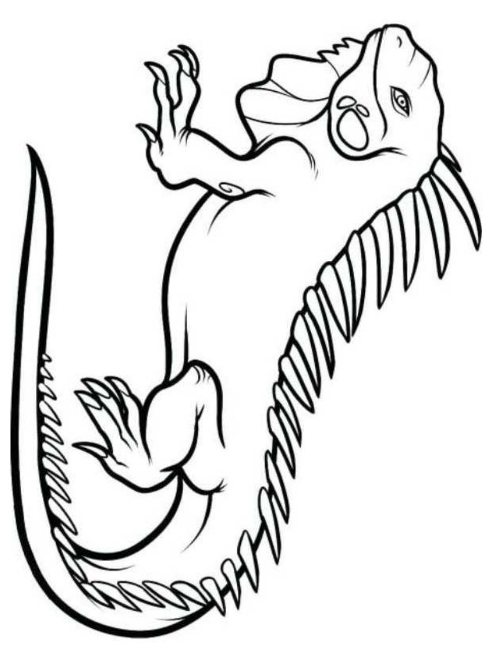 Desenho 7 de iguanas para imprimir e colorir
