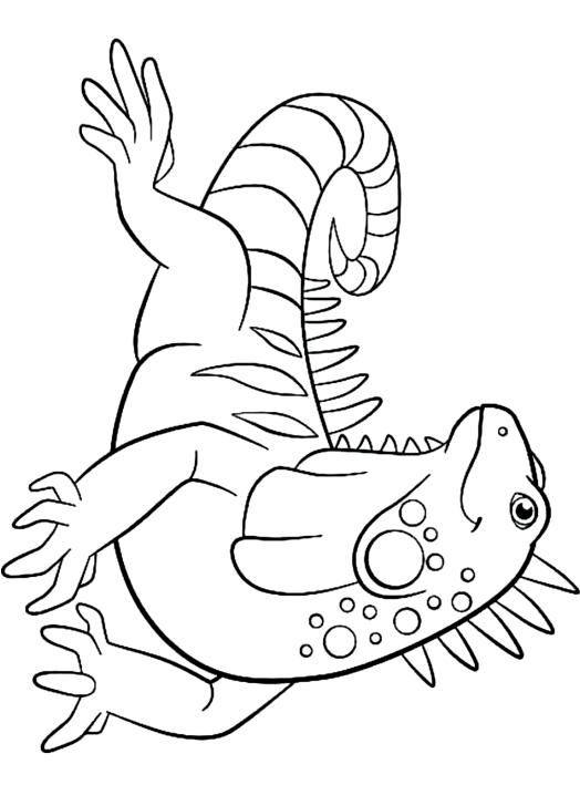 Dibujo 12 iguanas para colorear