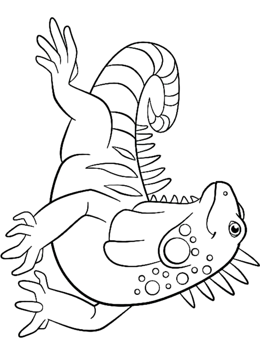 Desenho de desenho de iguana para colorir