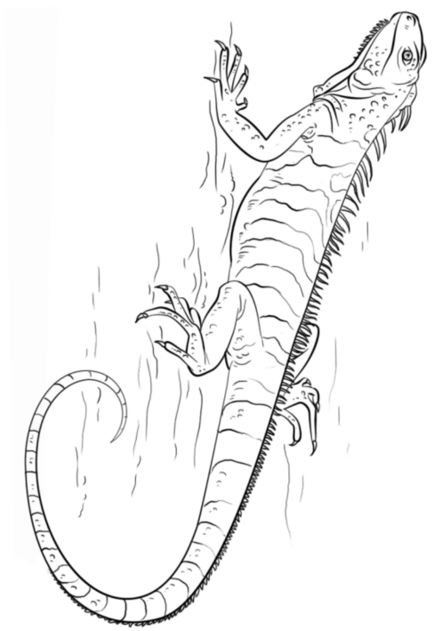 Drawing 14 from iguanas coloring page to print and coloring