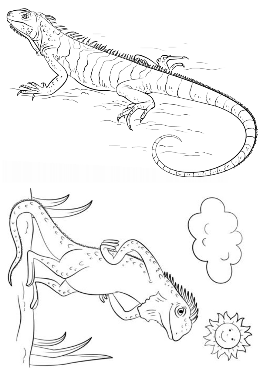 Drawing 23 from iguanas coloring page to print and coloring
