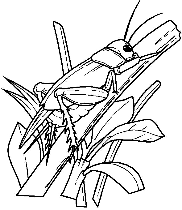 Desenho 4 de insetos para imprimir e colorir