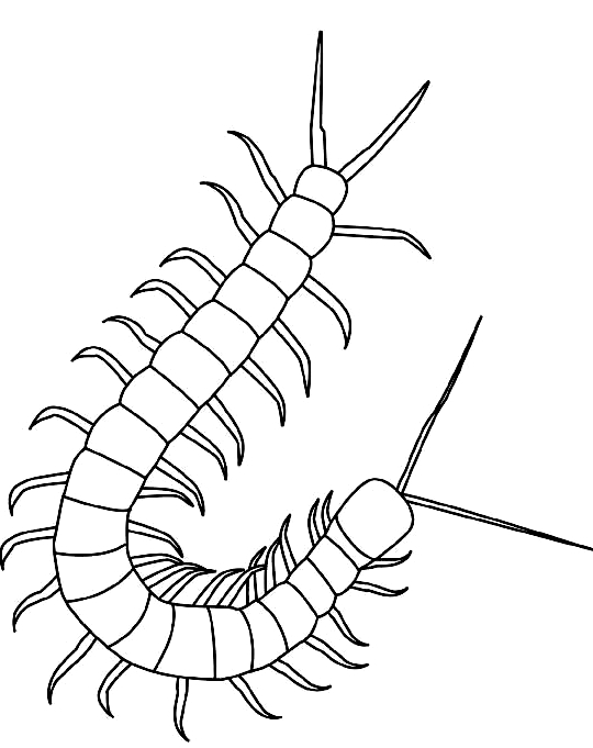 Desenho 6 de insetos para imprimir e colorir