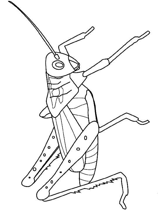 Drawing 7 from insects coloring page to print and coloring