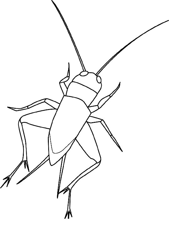 Dibujo 13 de insectos para imprimir y colorear