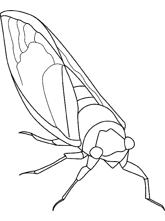 Desenho 20 de insetos para imprimir e colorir