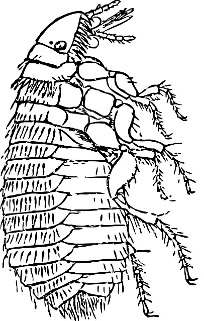 Drawing 22 from insects coloring page to print and coloring