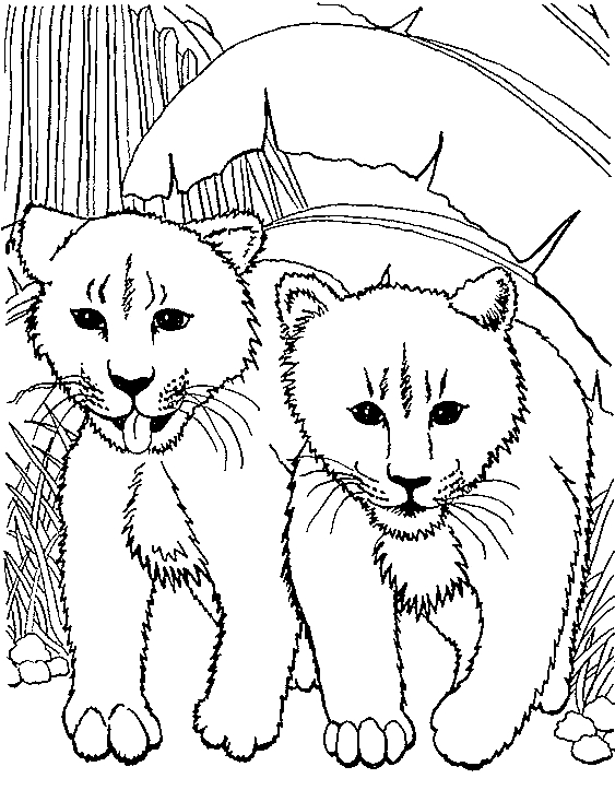 Disegno 8 di leoni da stampare e colorare