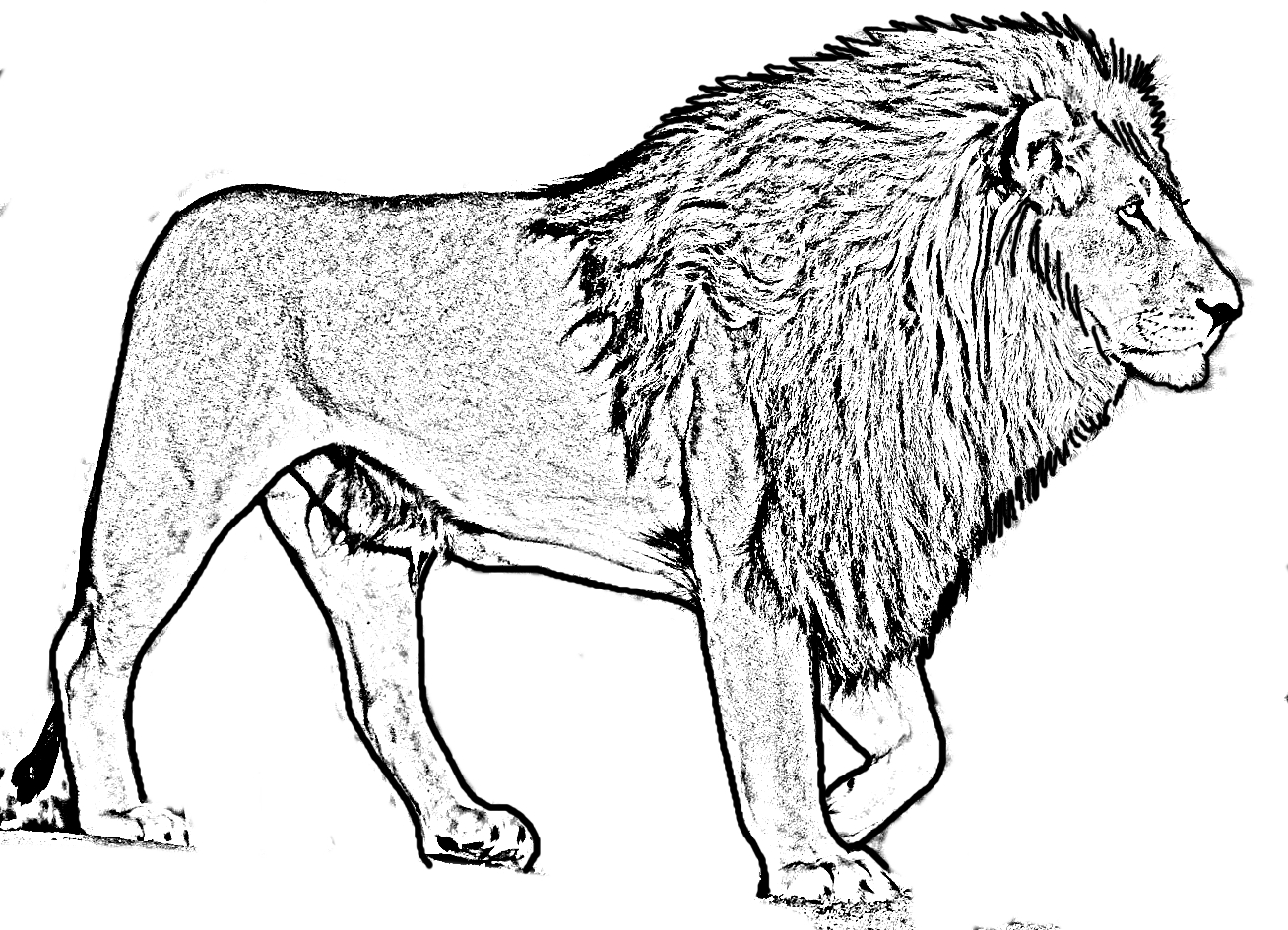 Disegno da colorare di un leone