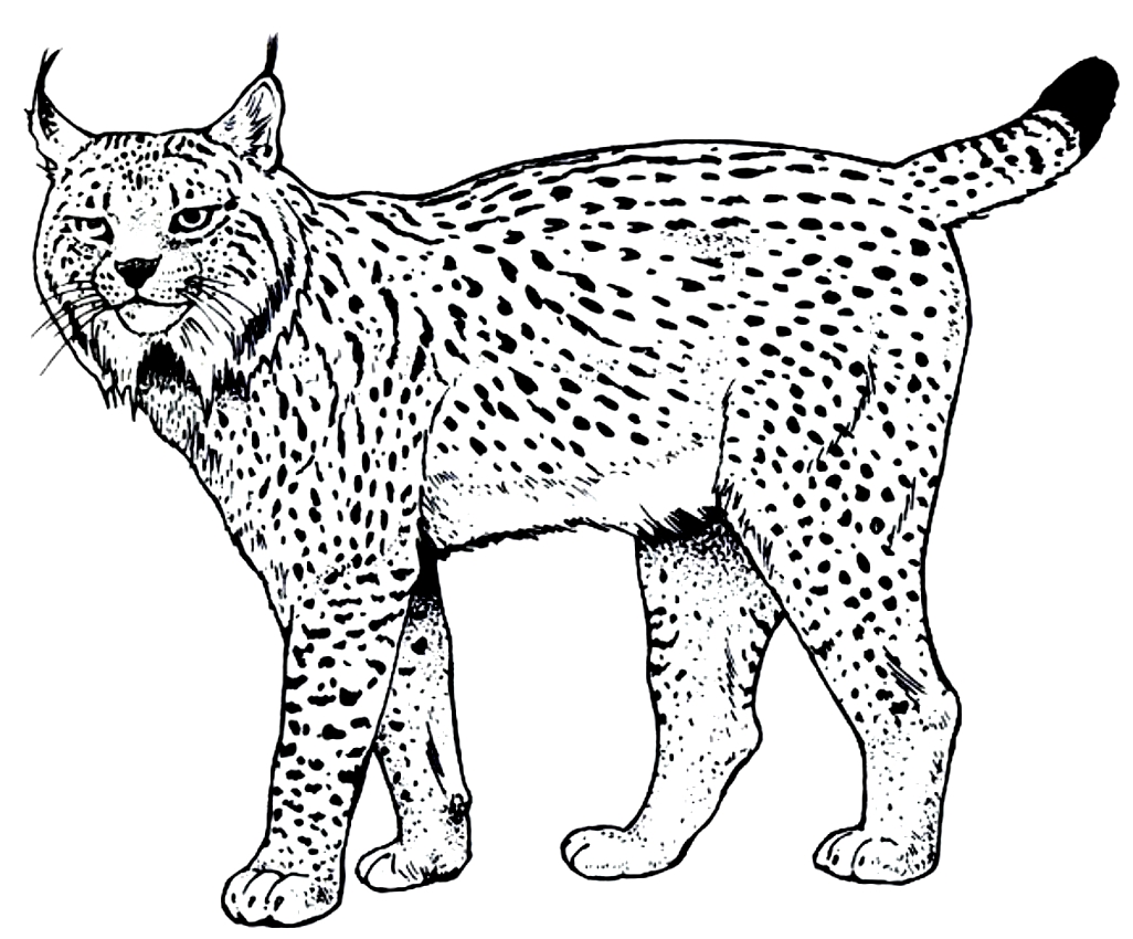 Disegno di lince da stampare e colorare