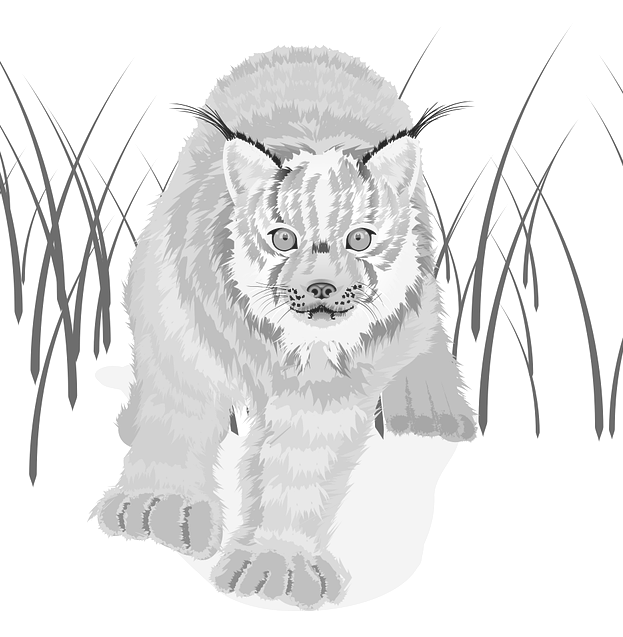 Lynx 그리기 및 인쇄