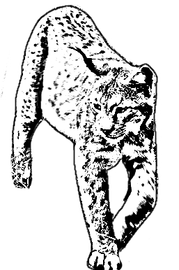 Kleurplaat van een lynx