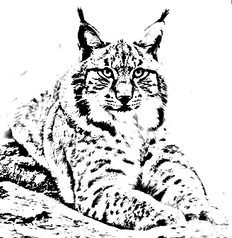 Kleurplaat van een lynx