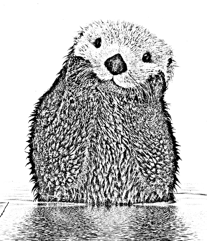 Kleurplaat van een otter