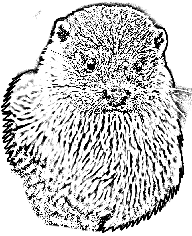 Disegno da colorare di una lontra