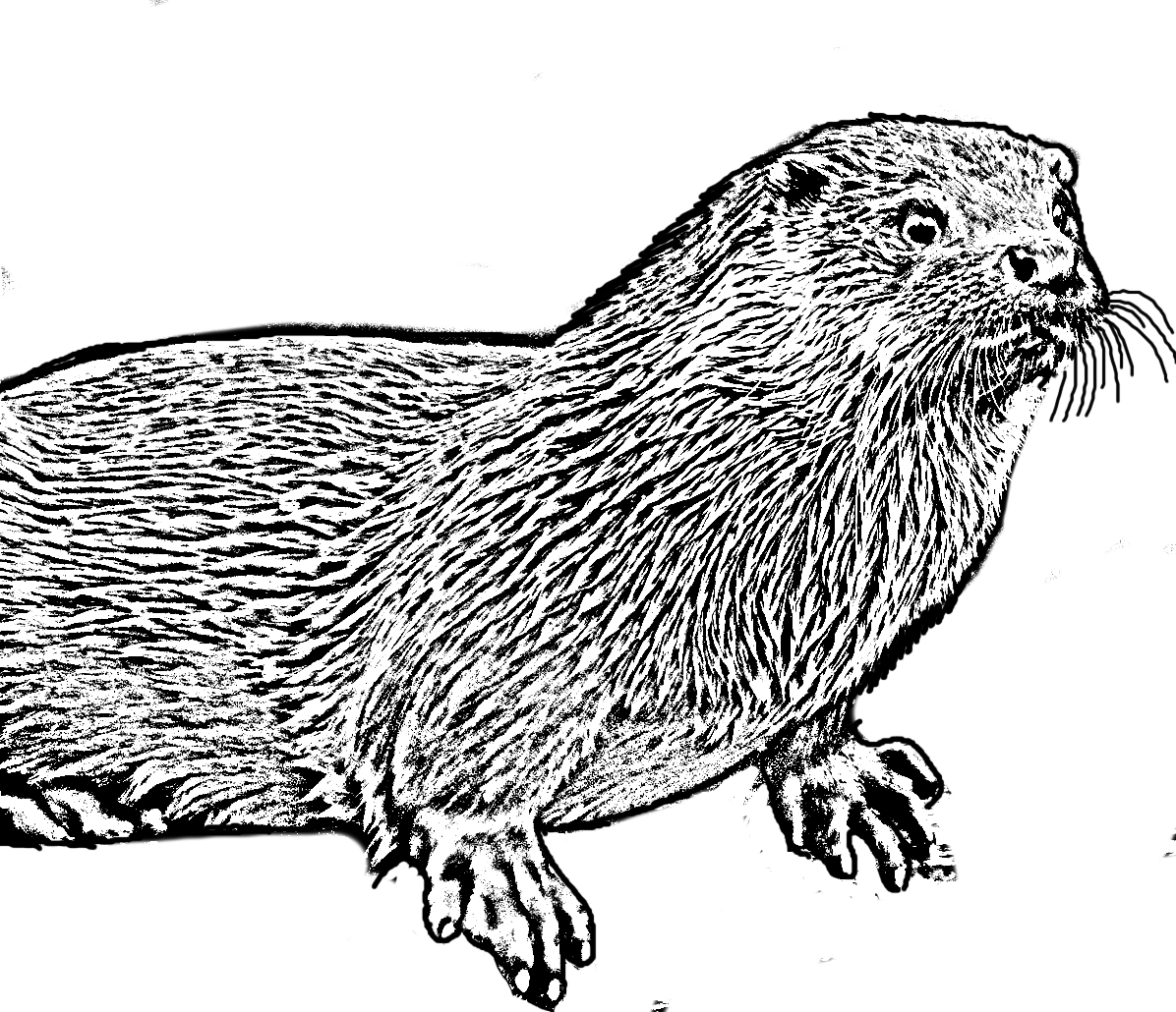 Kleurplaat van een otter